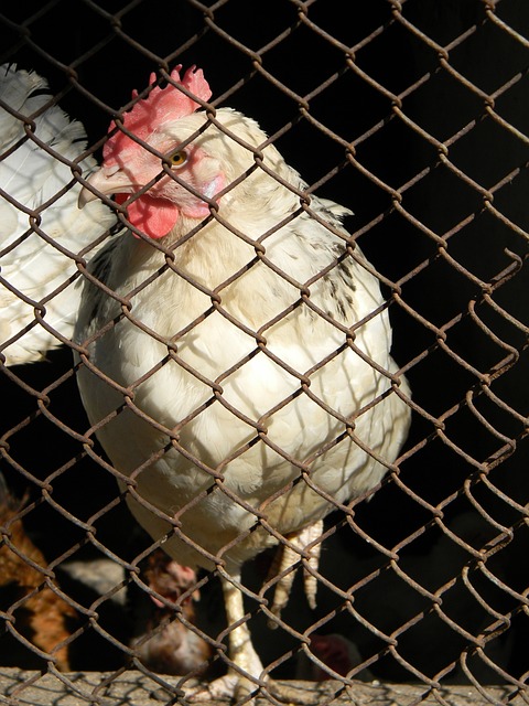 了胜利基调 了胜利基调